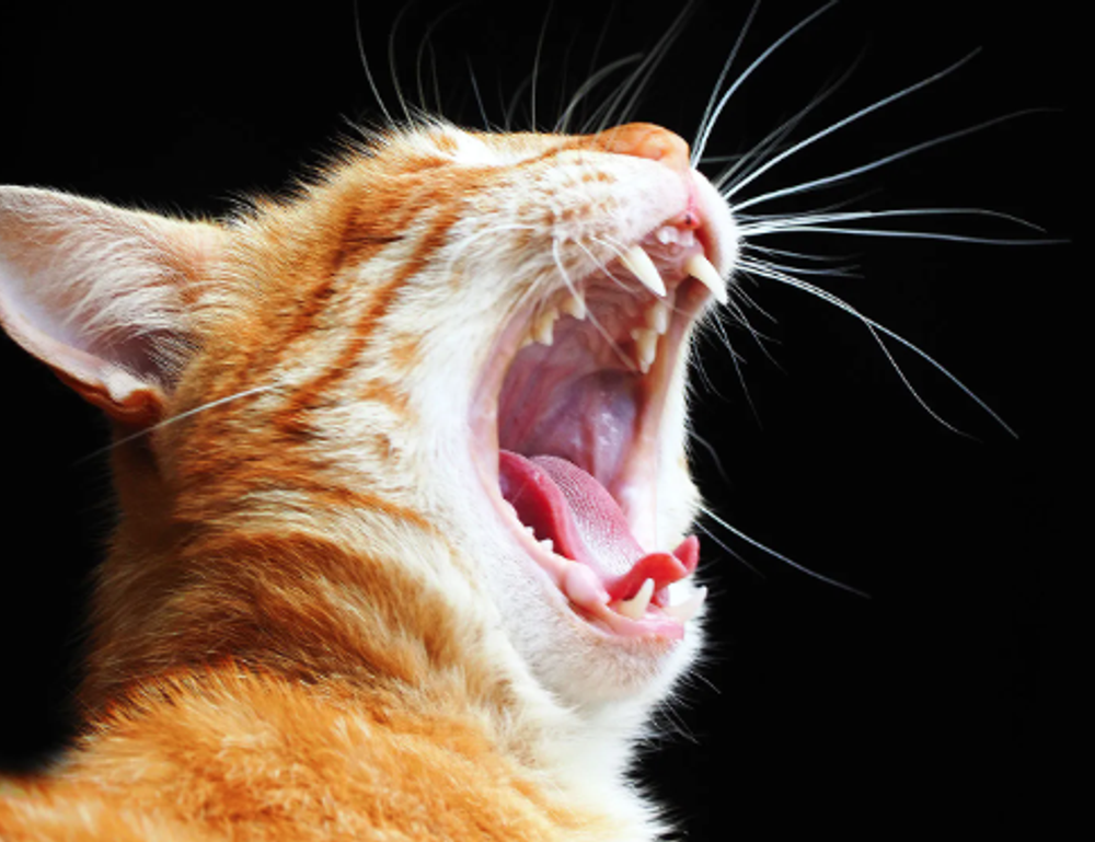 tgagamestick controller