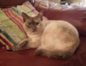 tgageeks gaming updates by thegamearchives