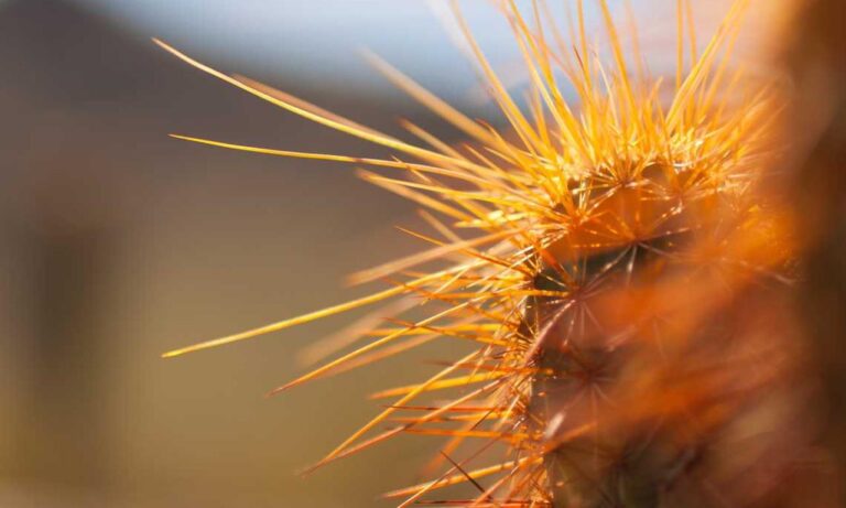 tgarchiveconsole pre-orders