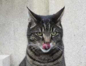 tgarchiveconsole upgrade