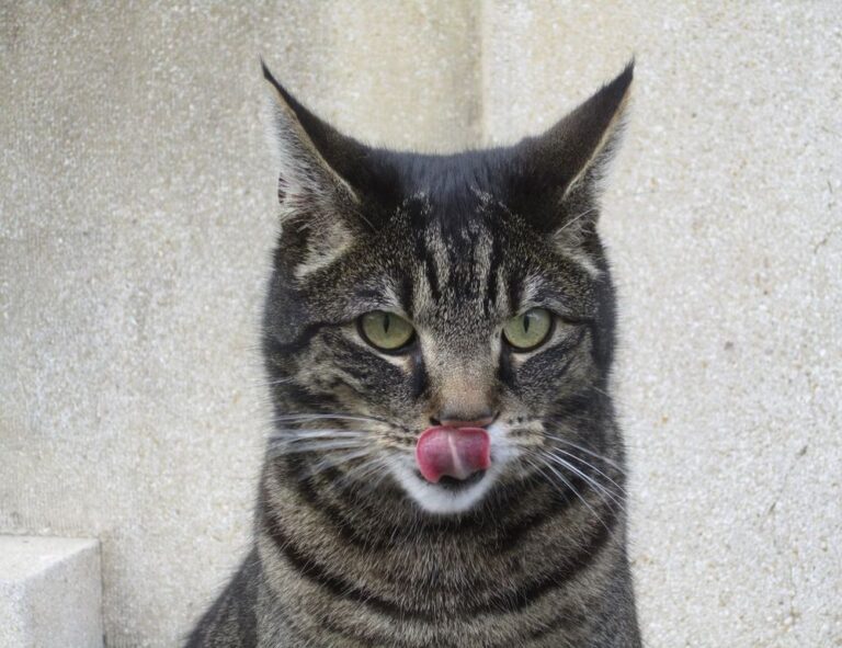 tgarchiveconsole upgrade