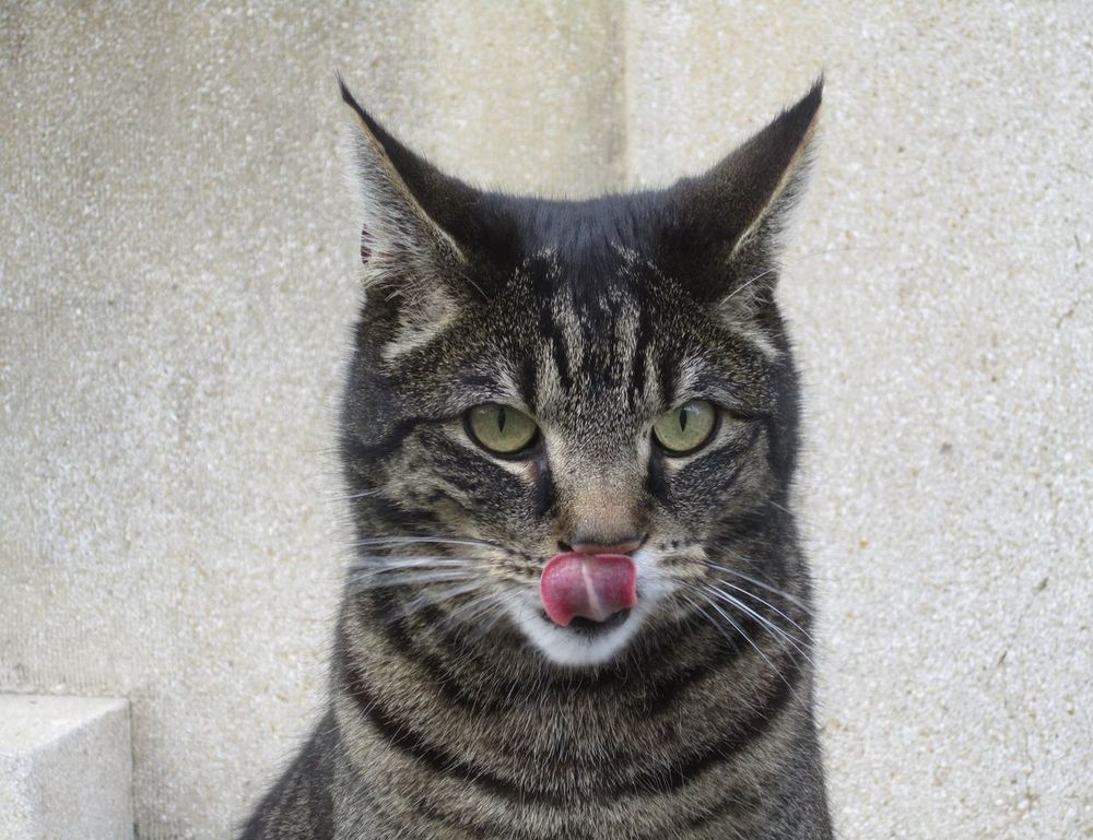 tgarchiveconsole upgrade