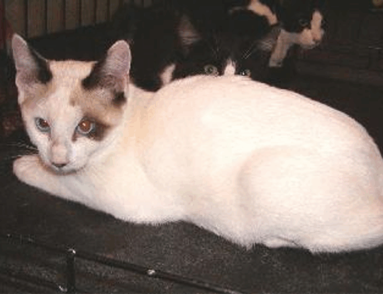 tgarchiveconsole upgrades