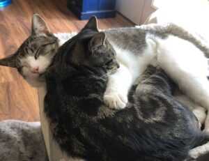 thehakegeeks new player guide by thehake