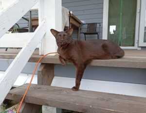 togamesticky gaming guide by thinkofgamers