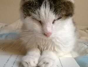 togamesticky new gamestick from thinkofgamers