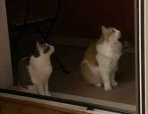 togplayering gameplay guide by thinkofgamers