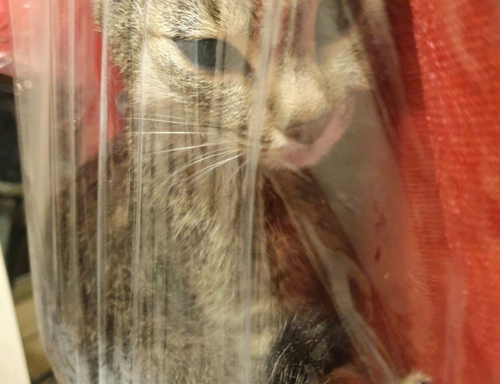 undergarcade updates from undergrowthgames