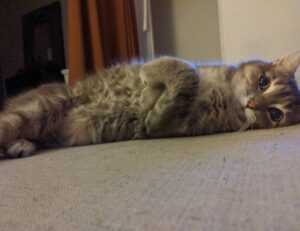 what gaming mouse to buy gmrrmulator