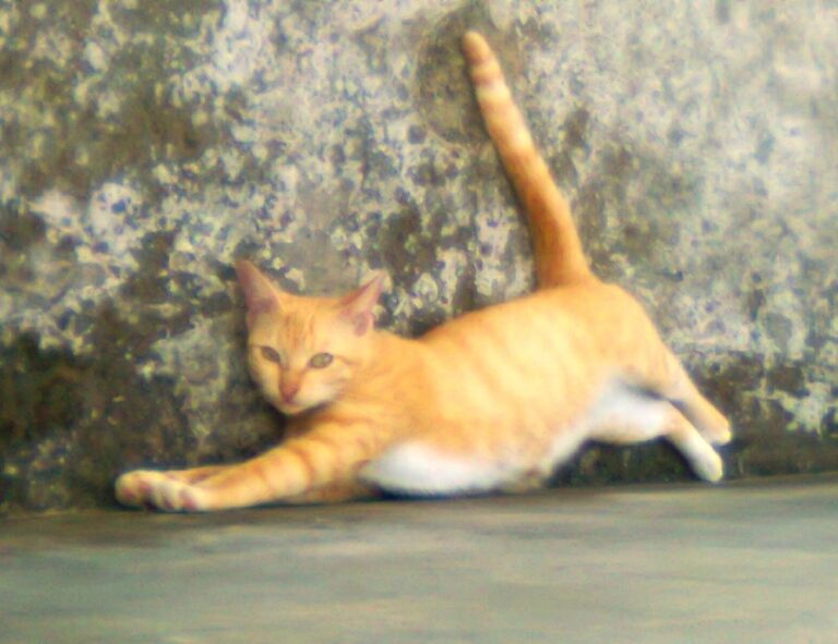 which gaming console should i buy bfnctutorials