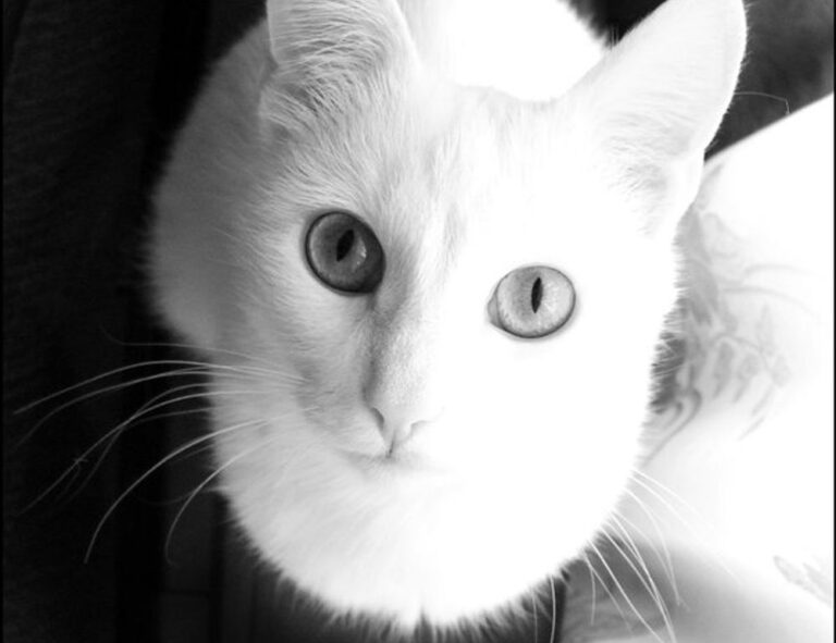 which online game has the most players tportvent